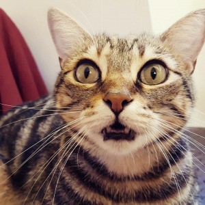 Pedro è il gatto di Betty e star di Instagram come @Pedroilfelino (n.d.r.: è il mio ideale di gatto!)